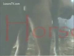 In this classic, a horse drills a middle-aged man's ass.